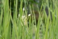 White flowering rush, Butomus umbellatus Schneeweisschen, buds Royalty Free Stock Photo